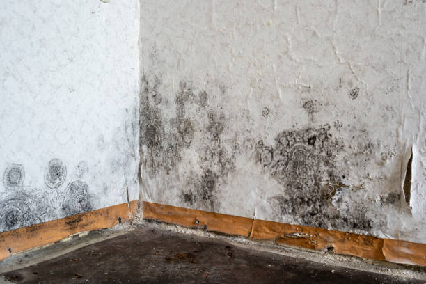 Best Water damage restoration specialists  in Price, UT